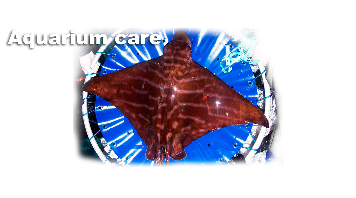 Aquarium care